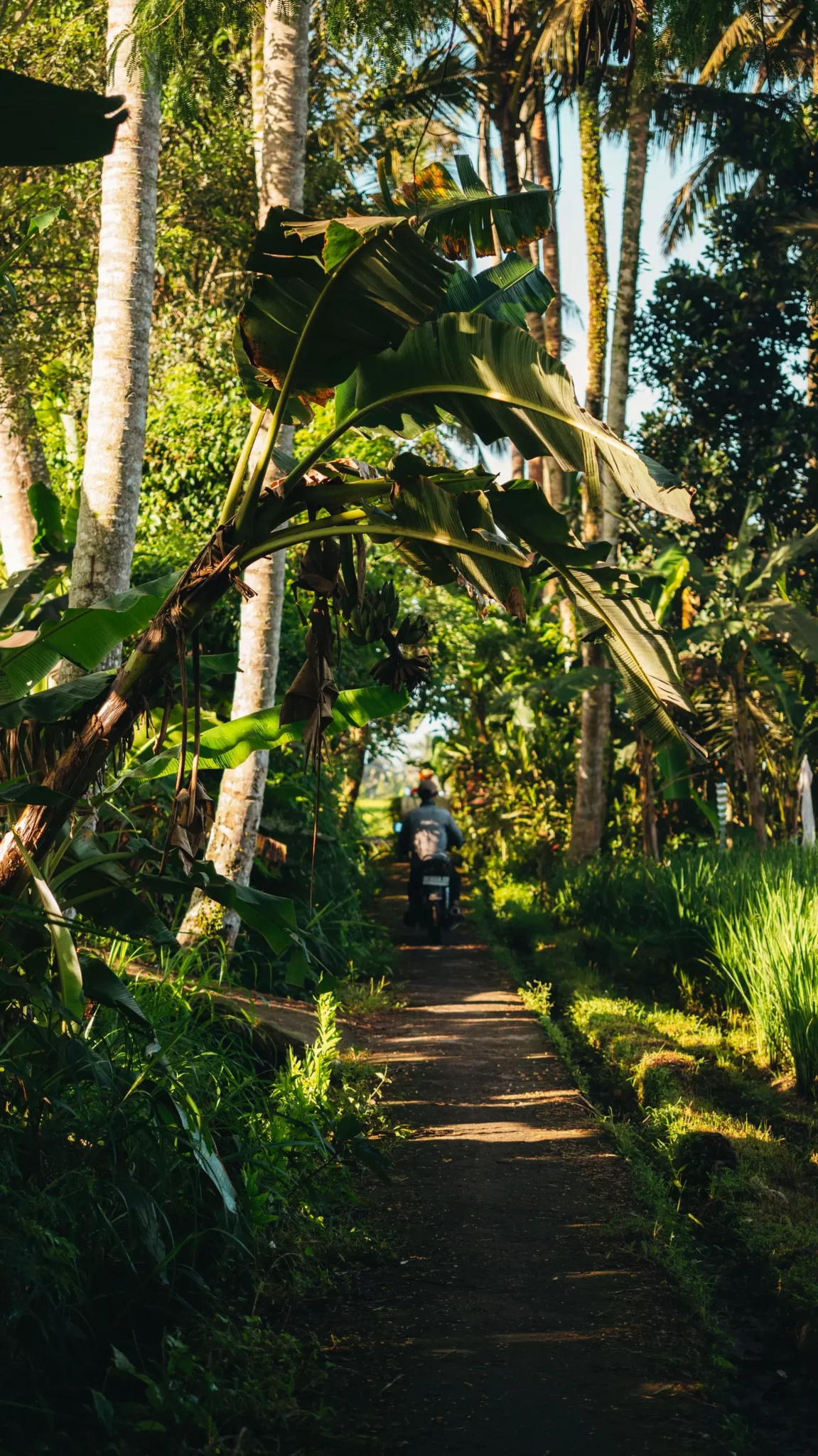bali